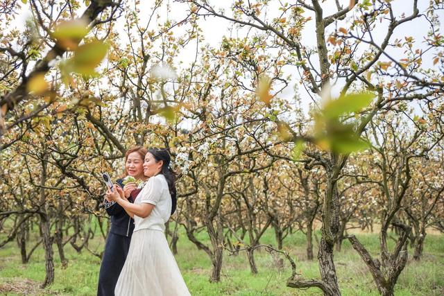 梨花 游客 赏花 游玩 农旅 旅游
