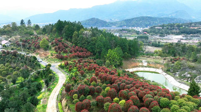 饱“楠”十里芳菲