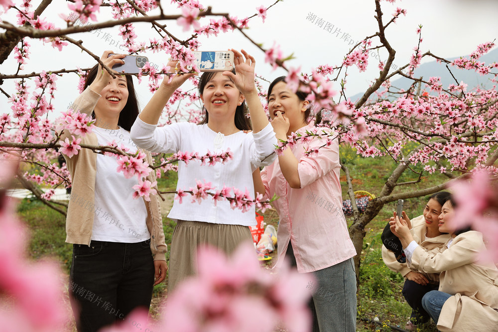 临武县：桃花开 认购热