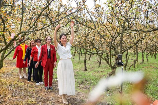 梨花 游客 赏花 游玩 农旅 旅游