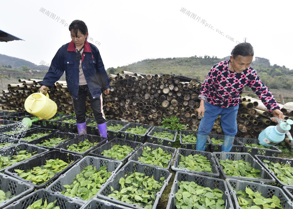 嘉禾：种植罗汉果  村民增收入