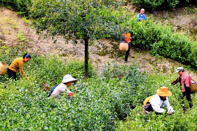 湖南  常宁  天堂山  采茶