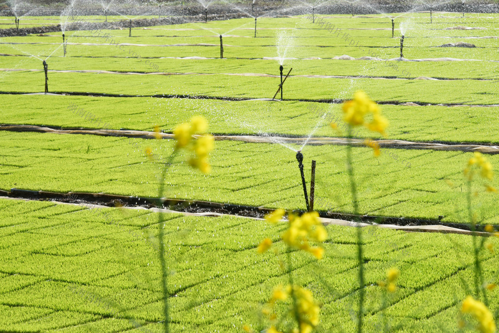 农业  粮食生产  早稻育秧  节水灌溉  提质增效