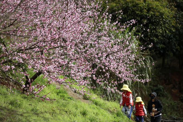 春色 桃花绽放 美如画 旅游  踏青赏花