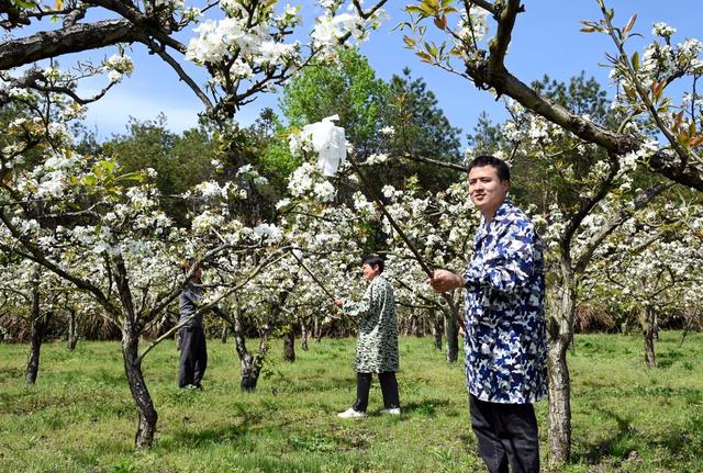 梨花 梨树  人工授粉 园艺场  果园 农作物 春管 果农 林果 花