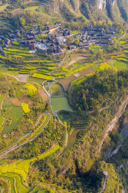春色 油菜花  苗族 乡村 湘西 民居 