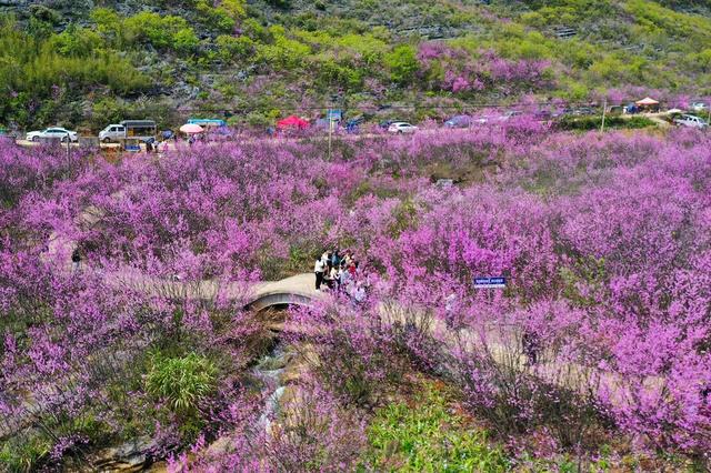 江永县、紫荆花、游客、美景