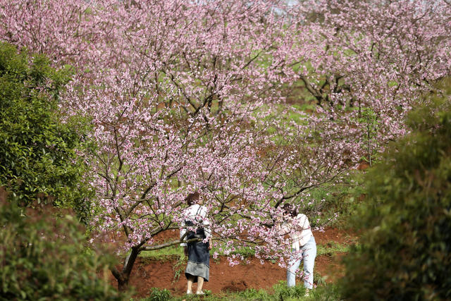 春色 桃花绽放 美如画 旅游  踏青赏花