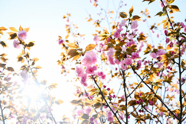 迎春盛放 春日画卷  校园