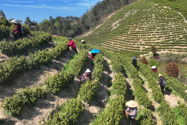 明前茶 采摘 制作