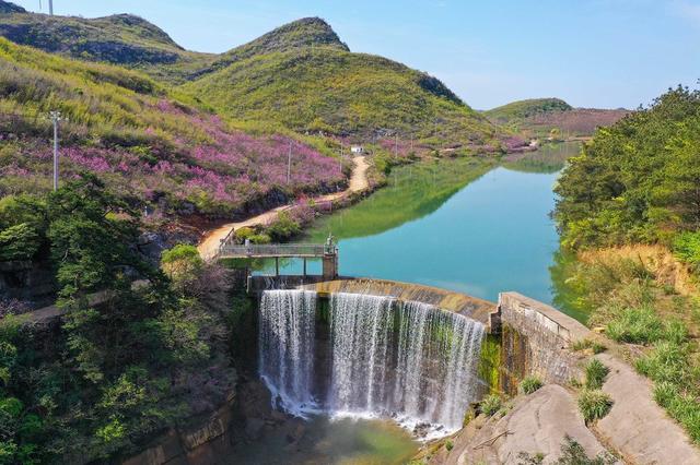 江永县、紫荆花、游客、美景