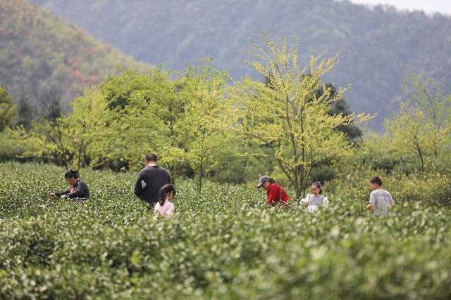 采茶 清明