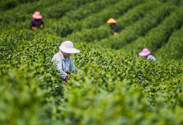 春茶
采茶
江华
明前茶