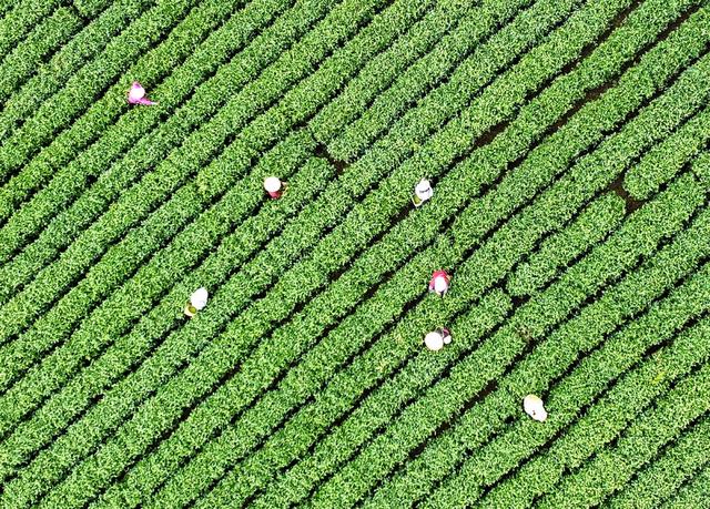 春茶
采茶
江华
明前茶