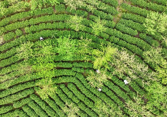 春茶
采茶
江华
明前茶