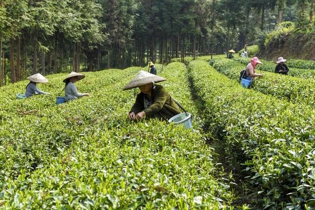 采茶  茶园  农业  经济
明前茶