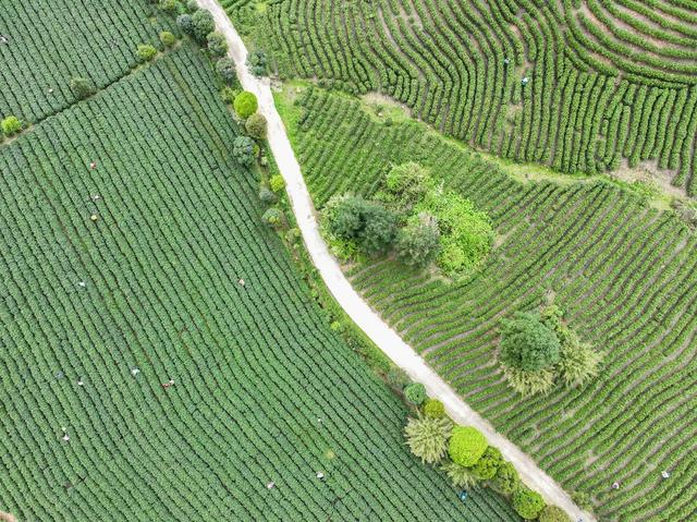 春茶
采茶
江华
明前茶