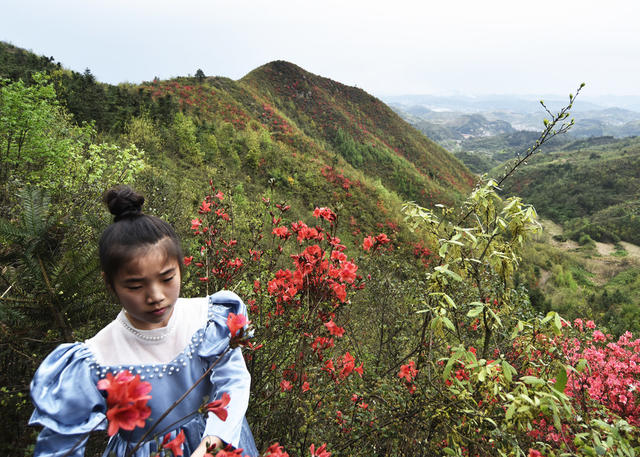 嘉禾：杜鹃花开映山红