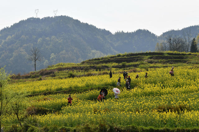 旅游 文化  油菜花节 乡村振兴