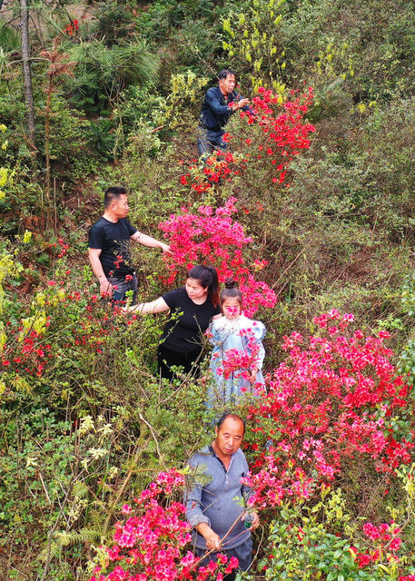嘉禾：杜鹃花开映山红