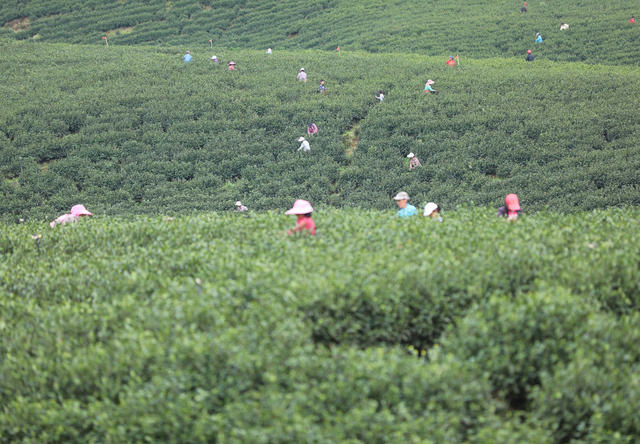 采茶 清明