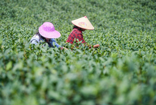 春茶
采茶
江华
明前茶