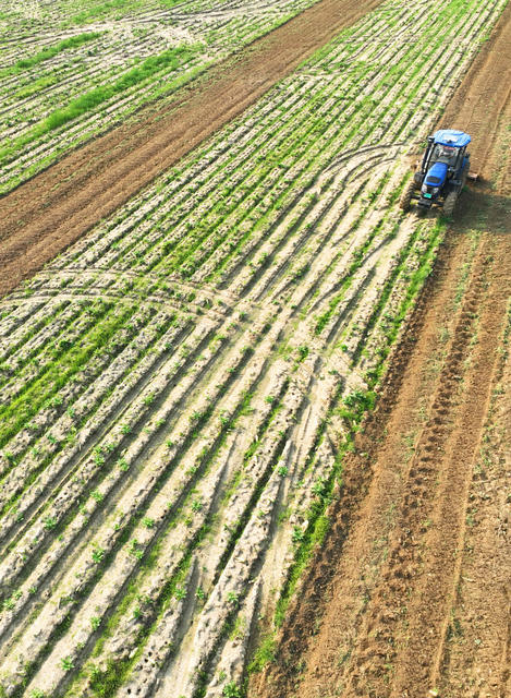 春日 春耕 春播 农时 农事 