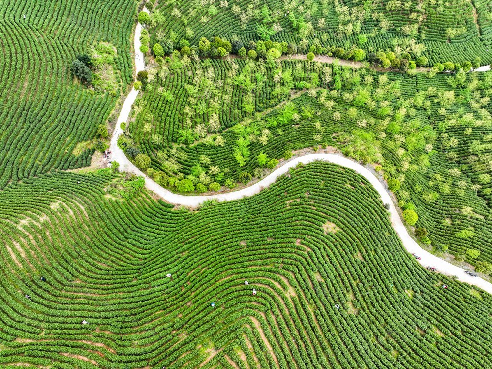 春茶
采茶
江华
明前茶