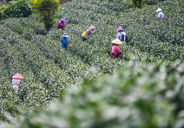 春茶
采茶
江华
明前茶