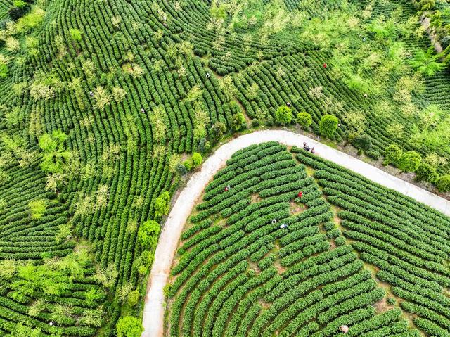春茶
采茶
江华
明前茶