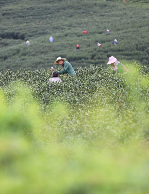 采茶 清明