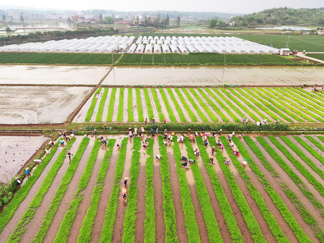 春耕生产  春耕备耕  农忙时节
早稻插秧   田间农忙  早稻  插秧  水稻生产  农业生产  田间地头一片繁忙