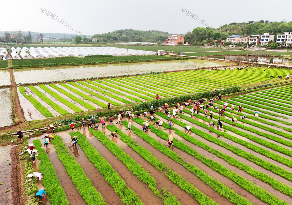 春耕生产  春耕备耕  农忙时节
早稻插秧   田间农忙  早稻  插秧  水稻生产  农业生产  田间地头一片繁忙