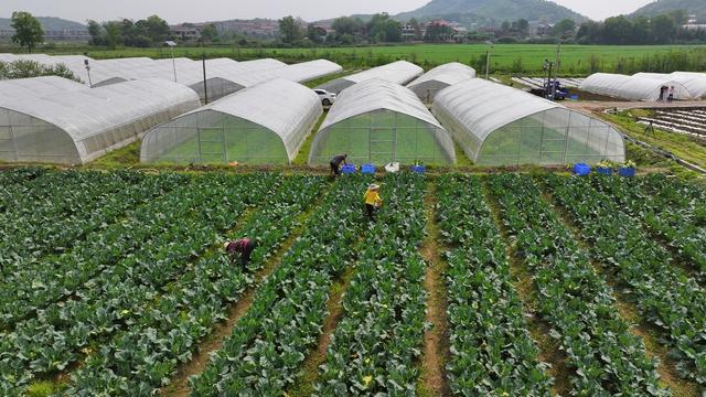 衡阳市 衡山县 蔬菜 蔬菜基地 农业 长江镇 石桥铺社区