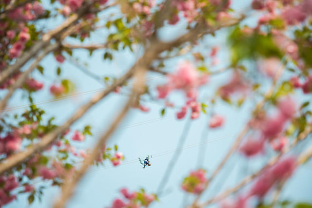 电力  花  春天  树  铁塔  工人  工作  繁花