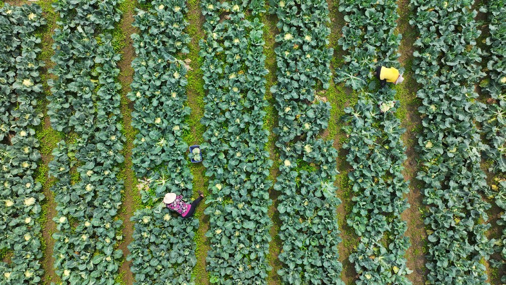 衡阳市 衡山县 蔬菜 蔬菜基地 农业 长江镇 石桥铺社区