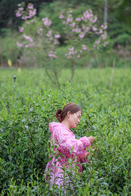 湖南，湘西，采茶，鲜花，花香，茶香，相伴