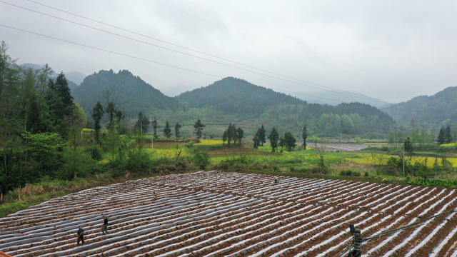清明节 农事  春耕生产