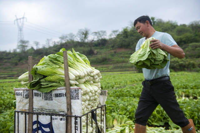 湖南娄底 农民 生产 农事