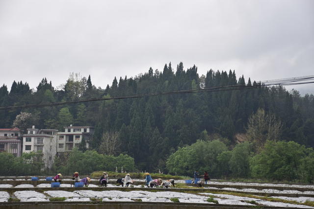 清明假期 笑忙农事