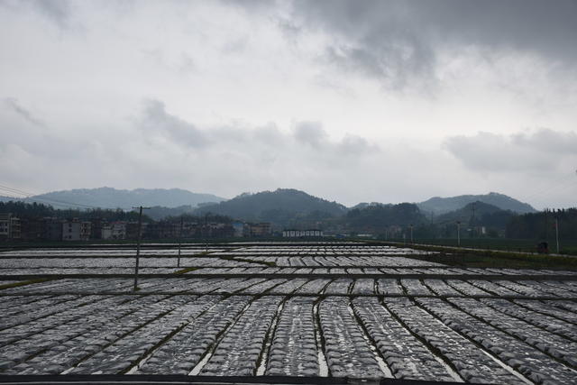 清明假期 笑忙农事