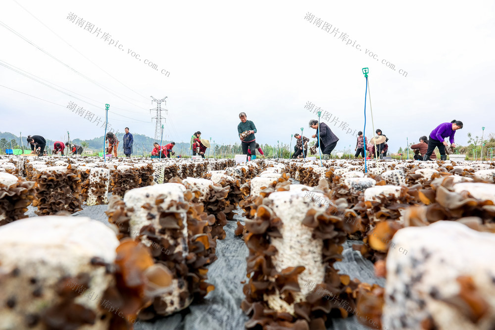 农业 产业 乡村振兴