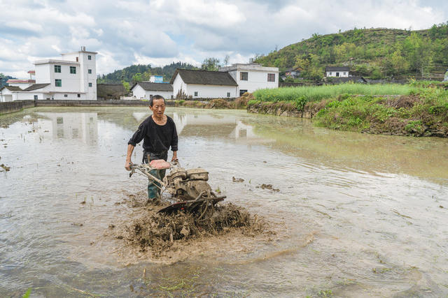 汛期犁田蓄水保证充足水量  确保农田水稻与养鱼结合增收