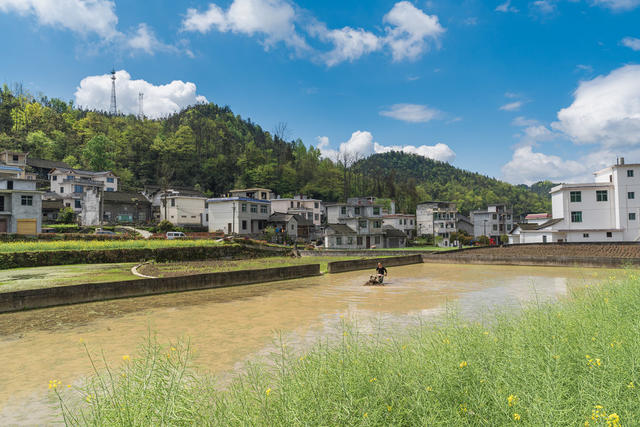 汛期犁田蓄水保证充足水量  确保农田水稻与养鱼结合增收