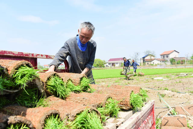 农业  粮食生产  早稻机插  秧苗移栽  抢抓农时