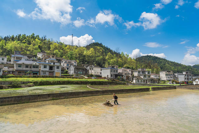 汛期犁田蓄水保证充足水量  确保农田水稻与养鱼结合增收
