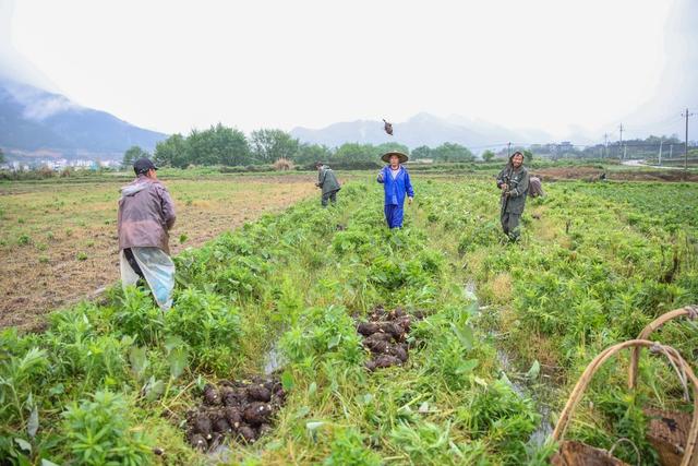 香芋 丰收 菜篮子 蔬菜基地 农业 种植 采收