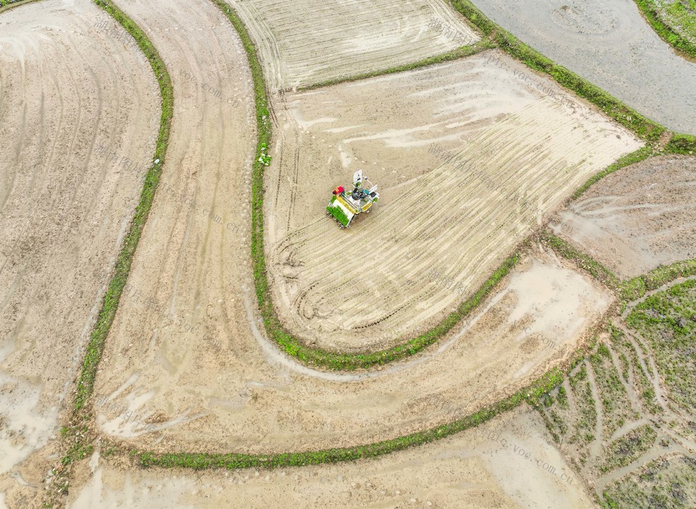 春耕
早稻
道县
