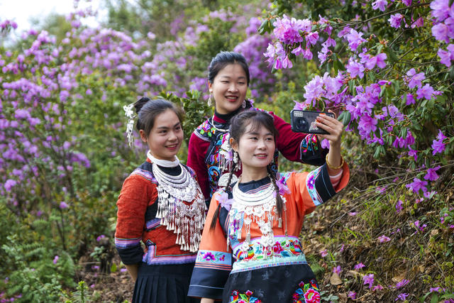杜鹃花 漫山 摄影 游客