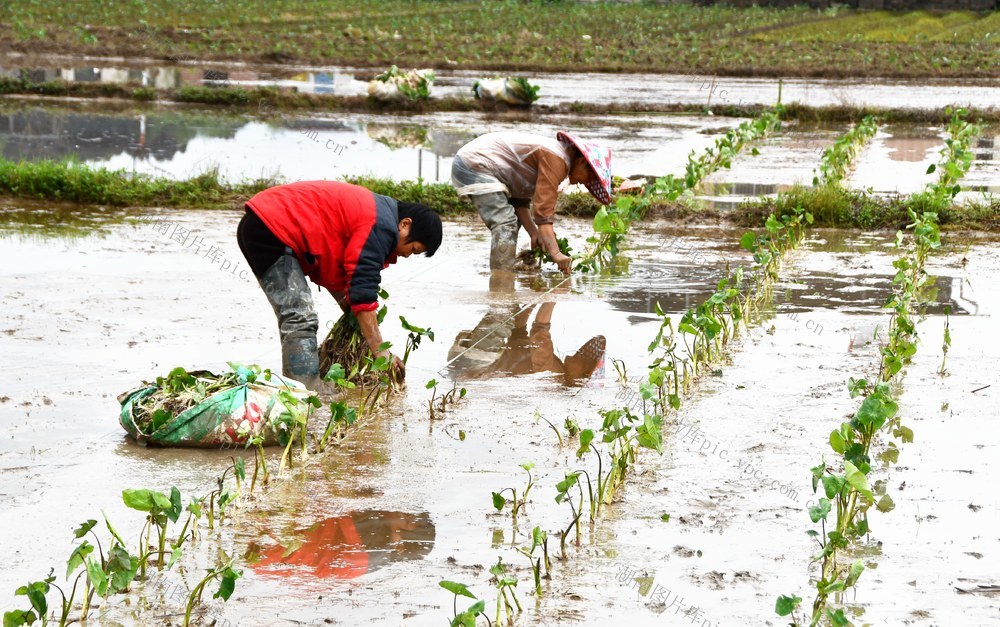  抢抓农时种香芋